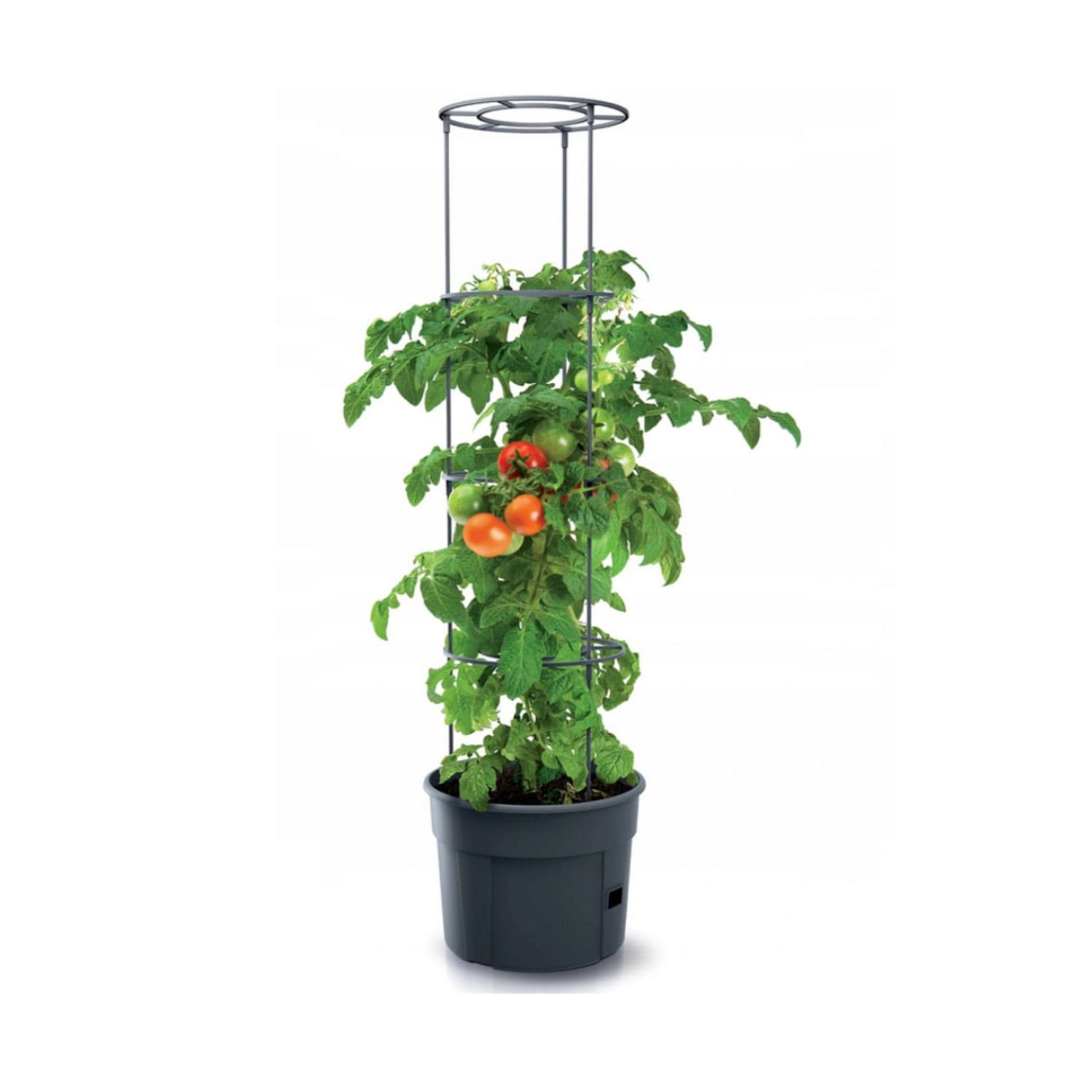 Doniczka za paradižnik Prosperplast Tomato Grower IPOM400, antracit