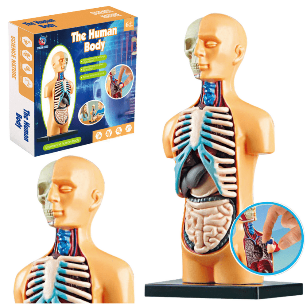 LEAN TOYS Anatomiczni model človeškega telesa z organi